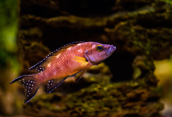 Neolamprologus buescheri "Kamakonde" cichlid of African lake Tanganyika.