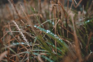 water drops on the grass