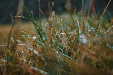 grass and water