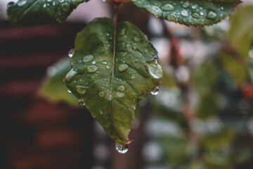 water drops on a leaf