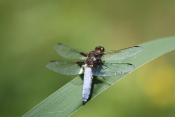 dragonfly on a leaf