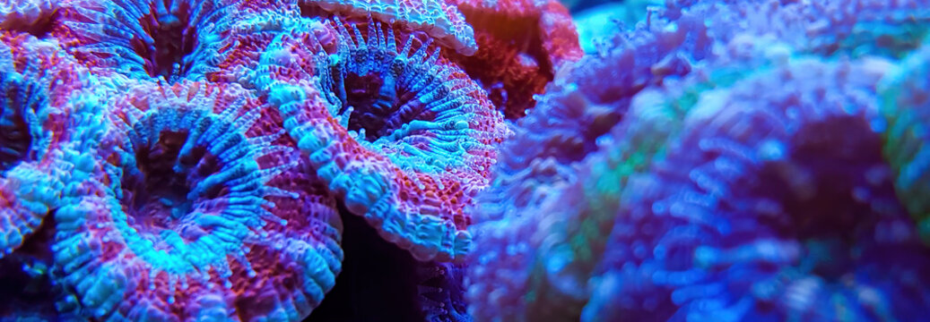 Macro photography  of ACANTHASTREA ECHINATA coral  in reef aquarium under blue light .Selective focus. 