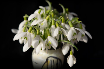 Close-up view with bunch of snowdrops covered with dew in a mini vase isolated on the black background