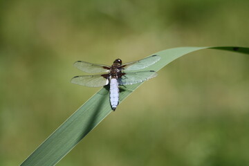 dragonfly on a branch