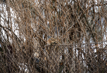 birds on tree branches in winter in the Caucasus mountains 