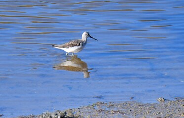 barking knight bird at seaside