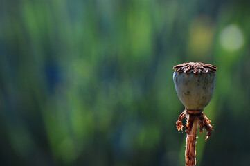 Poppy flower brown bud on green blur background