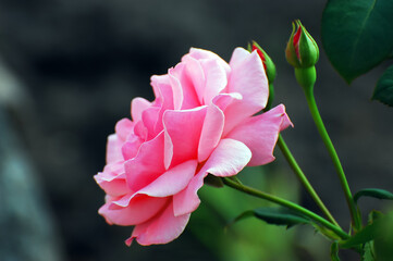 Rosy rose bud blooming in the garden