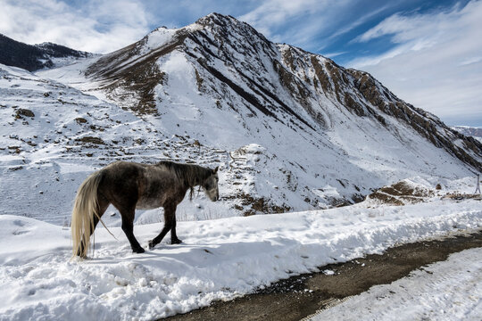 wild horses graze in the mountains after snowfall 