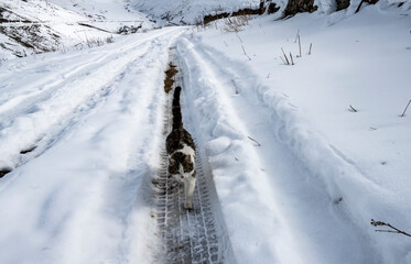 a house cat in a ditch from a car tread goes for a walk 