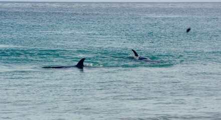 Fototapeta premium SONY DSC