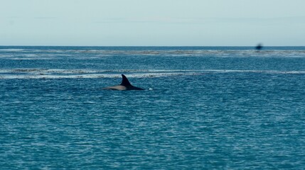 Obraz premium SONY DSC