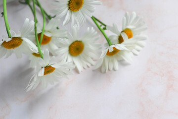 Obraz premium spring flowers. bouquet of white daisies