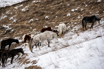 wild horses graze in the mountains after snowfall in the Caucasus 