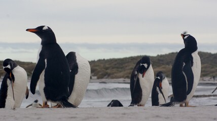 Obraz premium SONY DSC