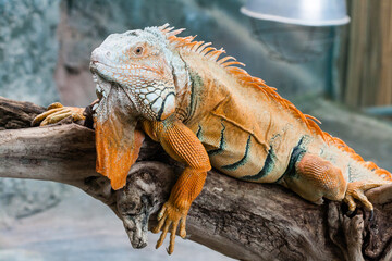 Fototapeta premium Iguana lizard sits on a branch