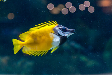 Fish Siganus vulpinus