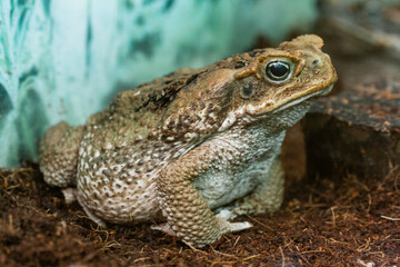 Toad Aga close-up macro