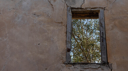 El olivo de la ventana