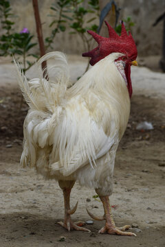 Big Red Head Rooster Cock, Chicken Portrait Animal Bird, Farm House Pet Domestic white Color Pakistan Baluchistan photo