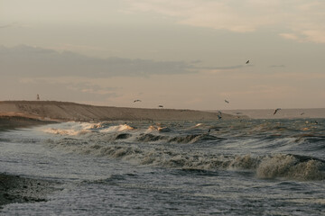 seagulls on the beach