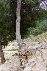 sturdy tree with roots out of the ground