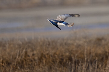 Extremely close view of a male  hen harrier (Northern harrier)  flying in beautiful light, seen in the wild in North California