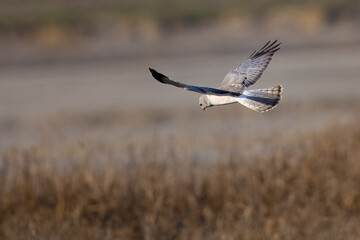 Extremely close view of a male  hen harrier (Northern harrier)  flying in beautiful light, seen in the wild in North California