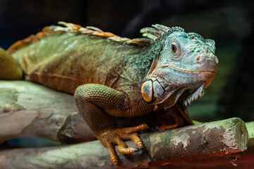 The iguana lizard sits on a close-up branch