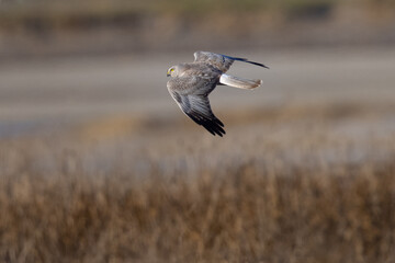 Extremely close view of a male  hen harrier (Northern harrier)  flying in beautiful light, seen in the wild in North California