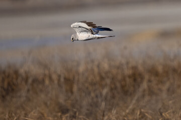 Extremely close view of a male  hen harrier (Northern harrier)  flying in beautiful light, seen in the wild in North California