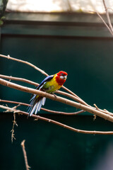 Parrots macaws sitting on a close-up branch