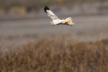 Extremely close view of a male  hen harrier (Northern harrier)  flying in beautiful light, seen in the wild in North California
