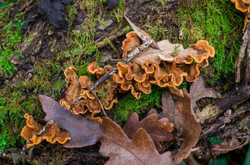 Bracket fungi on a tree trunk with green moss in autumn