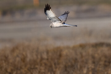 Extremely close view of a male  hen harrier (Northern harrier)  flying in beautiful light, seen in the wild in North California