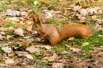 Naklejka na ściany i meble Quick Squirrel in the search for nuts