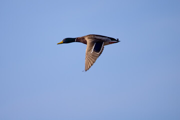 Male wild duck flying,  seen in a North California marsh