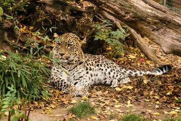 Fototapeta na wymiar Leopard is resting in the shade