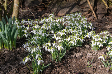 Eine Gruppe Schneeglöckchen, Galanthus nivalis blühen unter Sträuchern im Februar.