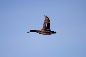 Male wild duck flying,  seen in a North California marsh