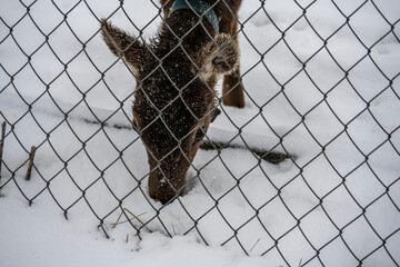 wild deer in a corral after a snowfall in the Caucasus mountains 