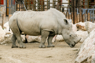Naklejka premium White rhinoceros in the zoo