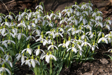 Obraz premium Eine Gruppe Schneeglöckchen, Galanthus nivalis blühen unter Sträuchern im Februar.
