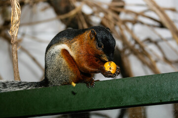 Squirrel eats fruit with a large plan