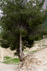 Fototapeta premium sturdy tree with roots out of the ground