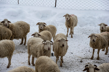 corral with sheep and rams near a house in the Caucasus Mountains 