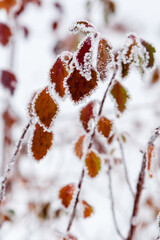 Winter leaves covered with snow and hoarfrost