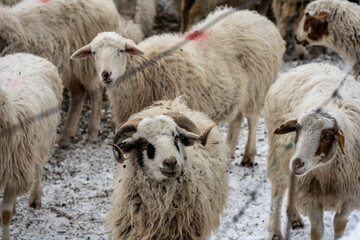 Obraz premium sheep and horned rams in a livestock pen against the backdrop of mountains in winter 