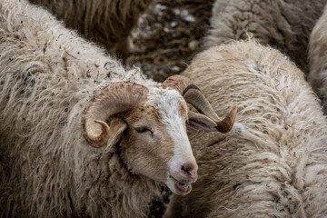 sheep and horned rams in a livestock pen against the backdrop of mountains in winter 