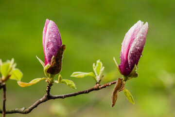 Macro blooming magnolia on a  branch